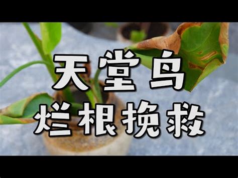 天堂鳥爛根